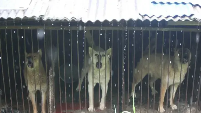 불법 개농장, 곰 사육도 고발하지만... 뜻밖의 '사각지대'가 있었다