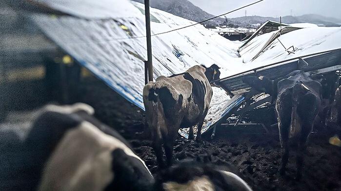 폭설에 '와르르'…"50m 가는데 3시간" 차량들 고립