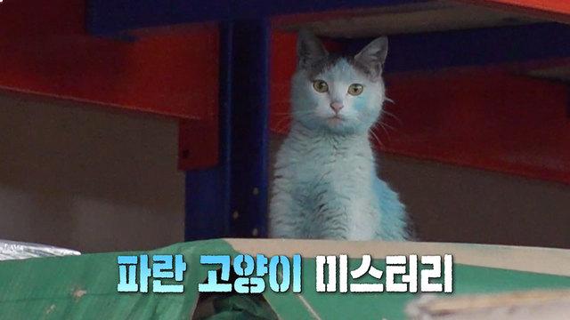 파랑 고양이 미스터리