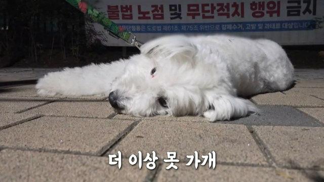 산책 거부견 쉽독